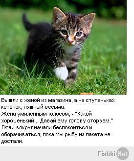 Коты-гангстеры 