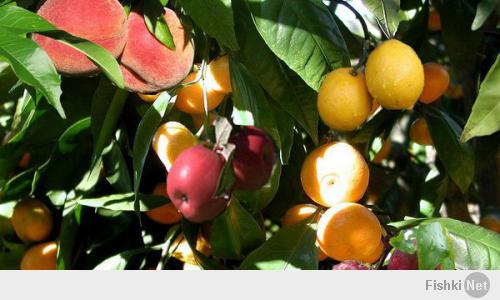 Есть 4 вида «деревьев-салатов»:

Деревья, которые выращивают персики, сливы, нектарины, абрикосы, и персико-абрикосы;
Цитрусовые деревья — апельсины, мандарины, лимоны, лаймы, грейпфруты, помело и танжело;
Мульти-яблочные — разные сорта яблок;
Мульти-грушевые — разные сорта груш.