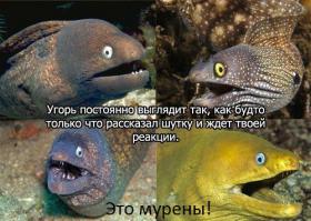 Смешные картинки с подписями 