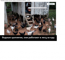 Как делают презервативы в лесах Бразилии