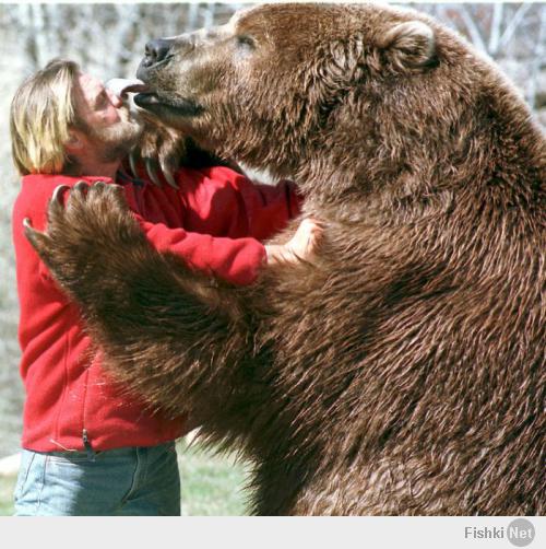 Рождение бронзового медведя