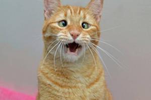 Домашние колбаски