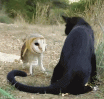 Загадочная красота сов