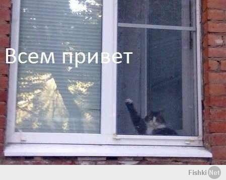 Кото-пост