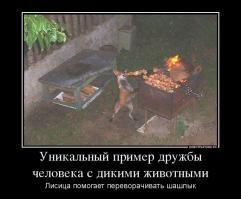 Вот так дружить надо с дикими зверями, издалека. Максимум медведя из окошка покормил сосисками и все.