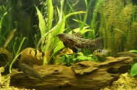 А сейчас он зарос всякой травой и заилился, после чего выглядит все очень натурально.