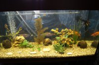 Без травы и декораций как то уныло... вот так выглядел наш с женой аквас через неделю после запуска: