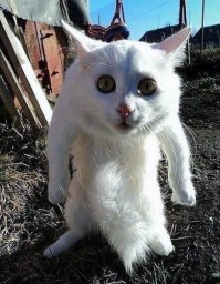 оклимается и станет таким)))