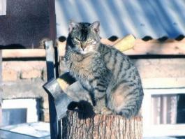 Болтливая кошка