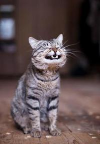Котоспиритизм