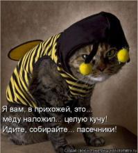 Коты-прохиндеи