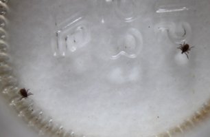 Видать я его как-то по-другому порвал - рассосалось. А двоих целиком вытащил :)