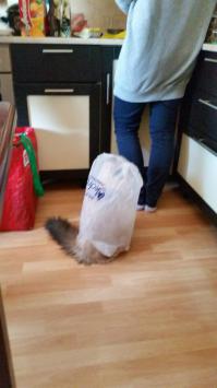 Он сам это сделал...