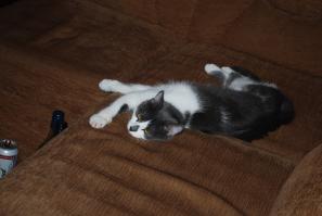 Котейка долгожитель