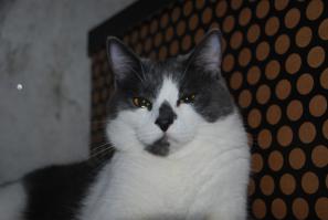 Раз тут все стали котами мерится) у меня мелкий еще) 3 года) Забрали котенком с деревни, хотели топить, Звать Филин) (назвали так потому что ночью у него возникает дикий пик активности, шебуршачести и изучению разных уголков квартиры)))))