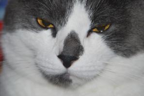 Котейка долгожитель