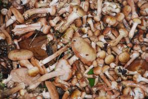 я больше по опятам =)