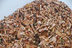 я больше по опятам =)