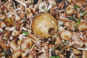 я больше по опятам =)