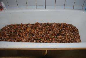 я больше по опятам =)