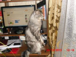 Стоячие коты  