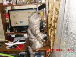 Стоячие коты  