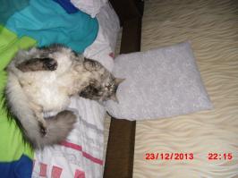 Хозяин, выпусти!