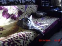 мой компаньон не такой активный, но щас вот развалился на коленях и руках и мешает по клаве бить :) левая рука почти обездвижена :)