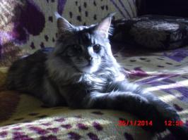 мой кот еще ни разу не сходил мимо лотка, всегда все в цель! если туалет случайно закрываем, то он срет в дырку в ванной :)