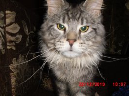 пост нужно было назвать: "Вот так ГОЛОДНАЯ кошка встречает хозяина"

мой тоже на эмоциях с работы встречает и нужно ему лишь мясо!
зато когда поест, приходит благодарный и ласковый на руки и позволяет тискать его как хочешь!