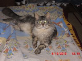 чо-то простыня как новая, мой  бы порвал её в клочья, когди острые, я не позволяю ему в постели играться, а то 2же 2 постельных набора сменили, все в дырках...