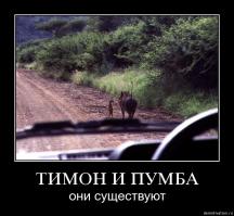 15 доказательств того, что Король Лев существует