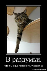 "Cафари-парк" для кошек