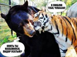 В Норвегии дикий лис подружился с собакой