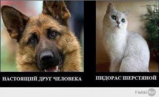 Собака человеку...друг ли?