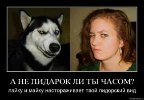 Собака человеку...друг ли?