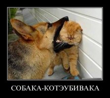 27 собак, которые сделали 2014 год – незабываемым