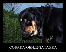 27 собак, которые сделали 2014 год – незабываемым