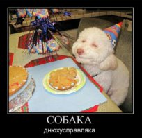 31 улыбка от зверушек, которые сделали нас счастливее в 2014 году