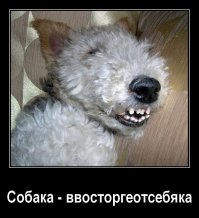 31 улыбка от зверушек, которые сделали нас счастливее в 2014 году