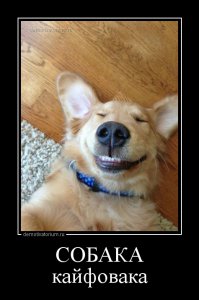 31 улыбка от зверушек, которые сделали нас счастливее в 2014 году