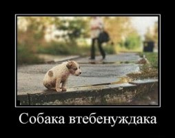 18 подарков, которые ваша собака дарит вам каждый день