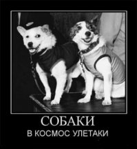 18 подарков, которые ваша собака дарит вам каждый день