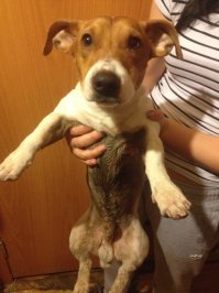 у них есть все! хорошее или плохое настроение, самочувствие, желание что-то делать или не делать, они обижаются, радуются, и даже смеются, и могут плакать и грустить. собака это единственное живое существо которое будет для тебе тем кто он есть! он не будет тебе врать, он не предаст, как это присуще многим людям! Я ЛЮБЛЮ СВОЮ СОБАКУ! Вот так мы с гулянки приходим.))