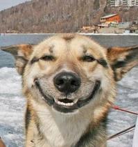 Собака-подляка