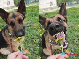 Никогда не сдавайся! Бери пример с этих растений!