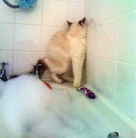  Картинки со смешными подписями