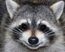 Улыбки, перед которыми невозможно устоять