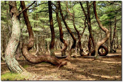 На фотографии пьяный лес , который находится на Куршской косе (под охраной ЮНЕСКО) Калининградской области... Деревья имеют такую форму из-за постоянных ветров...