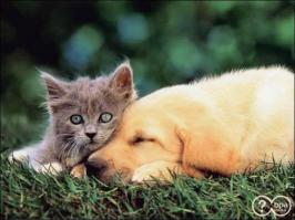 Друг детства